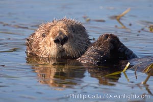 A sea otter, resting on its back, holding its paw out of the water for warmth.  While the sea otter has extremely dense fur on its body, the fur is less dense on its head, arms and paws so it will hold these out of the cold water to conserve body heat, Enhydra lutris, Elkhorn Slough National Estuarine Research Reserve, Moss Landing, California