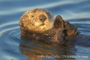 A sea otter, resting on its back, holding its paw out of the water for warmth.  While the sea otter has extremely dense fur on its body, the fur is less dense on its head, arms and paws so it will hold these out of the cold water to conserve body heat, Enhydra lutris, Elkhorn Slough National Estuarine Research Reserve, Moss Landing, California