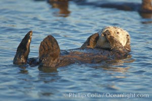 A sea otter resting, holding its paws out of the water to keep them warm and conserve body heat as it floats in cold ocean water, Enhydra lutris, Elkhorn Slough National Estuarine Research Reserve, Moss Landing, California