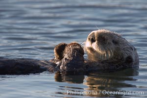 A sea otter, resting on its back, holding its paw out of the water for warmth.  While the sea otter has extremely dense fur on its body, the fur is less dense on its head, arms and paws so it will hold these out of the cold water to conserve body heat, Enhydra lutris, Elkhorn Slough National Estuarine Research Reserve, Moss Landing, California