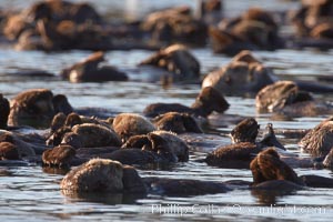 A raft of sea otters.  A raft is a congregation of sea otters, usually in a resting mode.  While rafting sea otters appear to suggest a tendancy toward a group social structure, sea otters can also be solitary animals, Enhydra lutris, Elkhorn Slough National Estuarine Research Reserve, Moss Landing, California