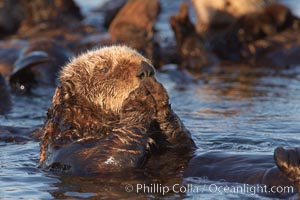 A sea otter, resting on its back, grooms the fur on its head.  A sea otter depends on its fur to keep it warm and afloat, and must groom its fur frequently, Enhydra lutris, Elkhorn Slough National Estuarine Research Reserve, Moss Landing, California