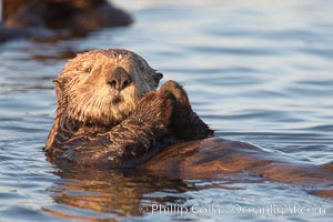 A sea otter, resting on its back, holding its paw out of the water for warmth.  While the sea otter has extremely dense fur on its body, the fur is less dense on its head, arms and paws so it will hold these out of the cold water to conserve body heat, Enhydra lutris, Elkhorn Slough National Estuarine Research Reserve, Moss Landing, California