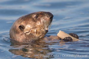 A sea otter eats a clam that it has taken from the shallow sandy bottom of Elkhorn Slough.  Because sea otters have such a high metabolic rate, they eat up to 30% of their body weight each day in the form of clams, mussels, urchins, crabs and abalone.  Sea otters are the only known tool-using marine mammal, using a stone or old shell to open the shells of their prey as they float on their backs, Enhydra lutris, Elkhorn Slough National Estuarine Research Reserve, Moss Landing, California