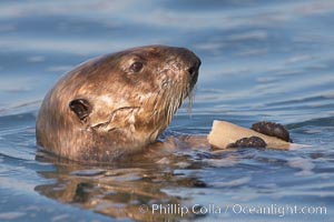 A sea otter eats a clam that it has taken from the shallow sandy bottom of Elkhorn Slough.  Because sea otters have such a high metabolic rate, they eat up to 30% of their body weight each day in the form of clams, mussels, urchins, crabs and abalone.  Sea otters are the only known tool-using marine mammal, using a stone or old shell to open the shells of their prey as they float on their backs, Enhydra lutris, Elkhorn Slough National Estuarine Research Reserve, Moss Landing, California