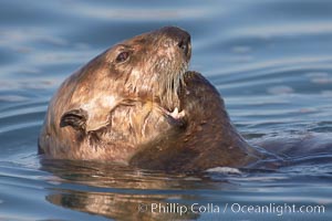 A sea otter eats a clam that it has taken from the shallow sandy bottom of Elkhorn Slough.  Because sea otters have such a high metabolic rate, they eat up to 30% of their body weight each day in the form of clams, mussels, urchins, crabs and abalone.  Sea otters are the only known tool-using marine mammal, using a stone or old shell to open the shells of their prey as they float on their backs, Enhydra lutris, Elkhorn Slough National Estuarine Research Reserve, Moss Landing, California