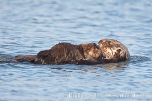 A sea otter mother hold her pup on her stomach as she rests floating on her back.  This pup, just a few days old, probably weighs between 3 and 5 pounds.  The pup still has the fluffy fur it was born with, which traps so much fur the pup cannot dive and floats like a cork, Enhydra lutris, Elkhorn Slough National Estuarine Research Reserve, Moss Landing, California