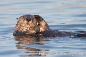 A sea otter, resting and floating on its back, in Elkhorn Slough, Enhydra lutris, Elkhorn Slough National Estuarine Research Reserve, Moss Landing, California