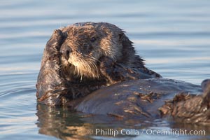 A sea otter, resting on its back, grooms the fur on its head.  A sea otter depends on its fur to keep it warm and afloat, and must groom its fur frequently, Enhydra lutris, Elkhorn Slough National Estuarine Research Reserve, Moss Landing, California