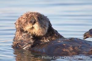 A sea otter, resting and floating on its back, in Elkhorn Slough, Enhydra lutris, Elkhorn Slough National Estuarine Research Reserve, Moss Landing, California