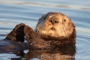 A sea otter, resting on its back, holding its paw out of the water for warmth.  While the sea otter has extremely dense fur on its body, the fur is less dense on its head, arms and paws so it will hold these out of the cold water to conserve body heat, Enhydra lutris, Elkhorn Slough National Estuarine Research Reserve, Moss Landing, California