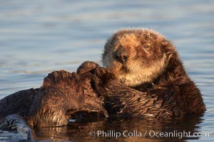 A sea otter resting, holding its paws out of the water to keep them warm and conserve body heat as it floats in cold ocean water, Enhydra lutris, Elkhorn Slough National Estuarine Research Reserve, Moss Landing, California