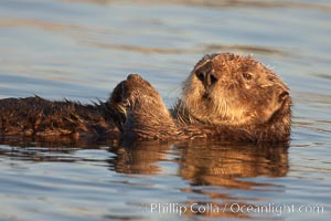 A sea otter, resting on its back, holding its paw out of the water for warmth.  While the sea otter has extremely dense fur on its body, the fur is less dense on its head, arms and paws so it will hold these out of the cold water to conserve body heat, Enhydra lutris, Elkhorn Slough National Estuarine Research Reserve, Moss Landing, California