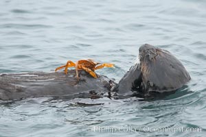 Sea otter rests on the ocean surface while a crab stands on its abdomen.  The otter has just pulled the crab up off the ocean bottom and will shortly eat it. Monterey, Enhydra lutris