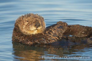 A sea otter, resting on its back, holding its paw out of the water for warmth.  While the sea otter has extremely dense fur on its body, the fur is less dense on its head, arms and paws so it will hold these out of the cold water to conserve body heat, Enhydra lutris, Elkhorn Slough National Estuarine Research Reserve, Moss Landing, California