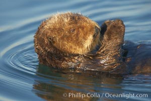 A sea otter, resting on its back, holding its paw out of the water for warmth.  While the sea otter has extremely dense fur on its body, the fur is less dense on its head, arms and paws so it will hold these out of the cold water to conserve body heat, Enhydra lutris, Elkhorn Slough National Estuarine Research Reserve, Moss Landing, California