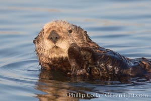 A sea otter, resting on its back, holding its paw out of the water for warmth.  While the sea otter has extremely dense fur on its body, the fur is less dense on its head, arms and paws so it will hold these out of the cold water to conserve body heat. Elkhorn Slough National Estuarine Research Reserve, Moss Landing, California, USA, Enhydra lutris, natural history stock photograph, photo id 21727