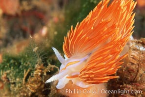 Eolid nudibranch (prob Hermissenda),  San Miguel Island