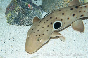 Epaulette shark.  The epaulette shark is primarily nocturnal, hunting for crabs, worms and invertebrates by crawling across the bottom on its overlarge fins, Hemiscyllium ocellatum