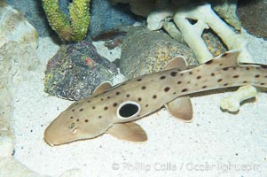 Epaulette shark.  The epaulette shark is primarily nocturnal, hunting for crabs, worms and invertebrates by crawling across the bottom on its overlarge fins, Hemiscyllium ocellatum