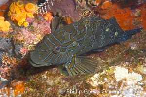 Giant hawkfish, Epinephelus, Cousins