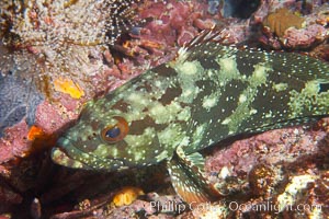 Unidentified fish, likely Epinephelus genus, Epinephelus, Cousins