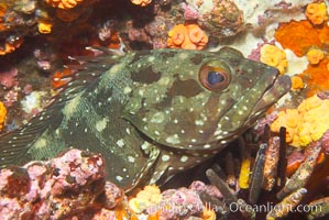 Unidentified fish, likely Epinephelus genus, Epinephelus, Cousins