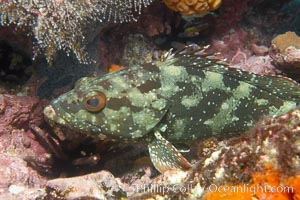 Unidentified fish, likely Epinephelus genus. Cousins, Galapagos Islands, Ecuador, Epinephelus, natural history stock photograph, photo id 16410