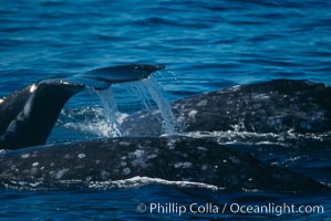 Gray whale, Eschrichtius robustus, Monterey, California