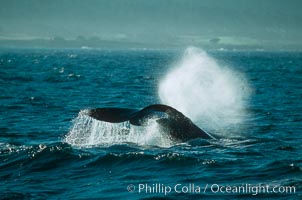 Gray whale, Eschrichtius robustus, Monterey, California