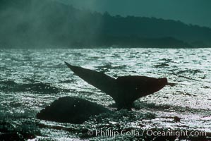 Gray whale, Eschrichtius robustus, Monterey, California