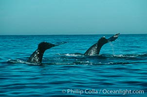 Gray whale, Eschrichtius robustus, Monterey, California