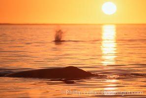 Gray whales at sunset, Laguna San Ignacio, Eschrichtius robustus, San Ignacio Lagoon