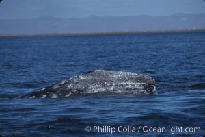 Gray whale, Laguna San Ignacio, Eschrichtius robustus, San Ignacio Lagoon