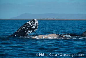 Courting gray whales, Laguna San Ignacio.