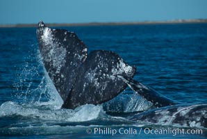 Courting gray whales, Laguna San Ignacio, Eschrichtius robustus, San Ignacio Lagoon