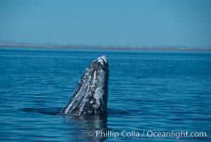 Gray whale, Laguna San Ignacio. San Ignacio Lagoon, Baja California, Mexico, Eschrichtius robustus, natural history stock photograph, photo id 03400
