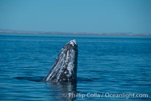 Gray whale, Laguna San Ignacio, Eschrichtius robustus, San Ignacio Lagoon