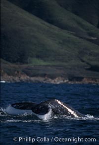 Gray whale, raising fluke to dive, Eschrichtius robustus, Big Sur, California