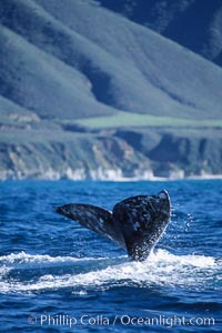 Gray whale, raising fluke to dive, Eschrichtius robustus, Big Sur, California