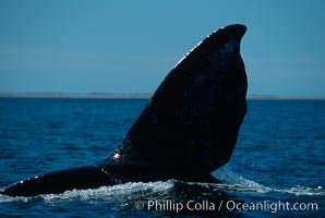 Gray whale fluke, Laguna San Ignacio, Eschrichtius robustus, San Ignacio Lagoon