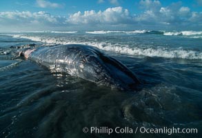 Gray whale carcass at oceans edge, Eschrichtius robustus, Del Mar, California