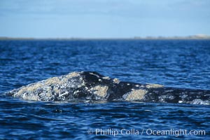 Gray whale dorsal aspect showing characteristic skin mottling and ectoparasitic barnacles and whale lice (amphipod crustaceans), Laguna San Ignacio, Eschrichtius robustus, San Ignacio Lagoon