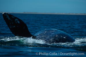 Gray whale rolling and lifting pectoral fin during courtship socialization, Laguna San Ignacio, Eschrichtius robustus, San Ignacio Lagoon