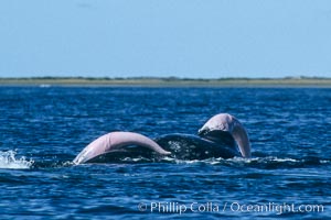 Gray whales, two males both with extended penis during courtship socialization, Laguna San Ignacio, Eschrichtius robustus, San Ignacio Lagoon