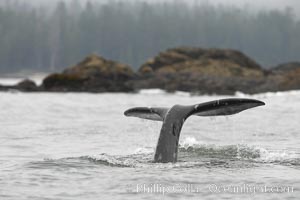 Gray whale, raising its fluke (tail) before diving to the ocean floor to forage for crustaceans, , Cow Bay, Flores Island, near Tofino, Clayoquot Sound, west coast of Vancouver Island, Eschrichtius robustus