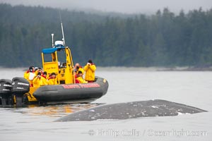 Gray whale dorsal ridge (back) at the surface in front of a boat full of whale watchers, Cow Bay, Flores Island, near Tofino, Clayoquot Sound, west coast of Vancouver Island.