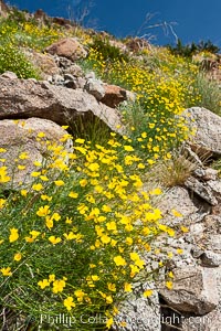Clusters of desert poppy climb the steep sides of the Borrego Valley. Heavy winter rains led to a historic springtime bloom in 2005, carpeting the entire desert in vegetation and color for months.