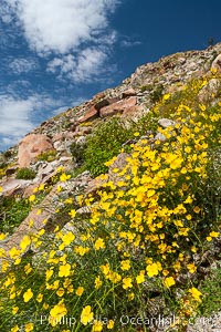 Clusters of desert poppy climb the steep sides of the Borrego Valley. Heavy winter rains led to a historic springtime bloom in 2005, carpeting the entire desert in vegetation and color for months, Eschscholzia parishii, Anza-Borrego Desert State Park, Borrego Springs, California