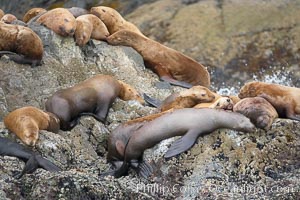 Steller sea lions (Northern sea lions) gather on rocks.  Steller sea lions are the largest members of the Otariid (eared seal) family.  Males can weigh up to 2400 lb, females up to 770 lb, Eumetopias jubatus, Chiswell Islands, Kenai Fjords National Park, Alaska